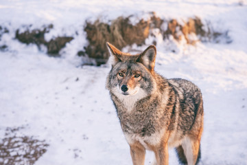 Coyote in winter at Omega park, Quebec, Canada