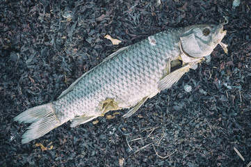 Dead fish on the shore of a river with a faded retro filter
