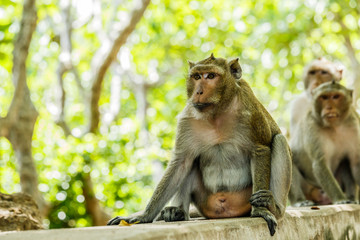 monkey lives in a natural forest of Thailand.