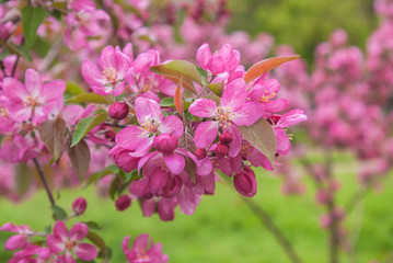 Sakura on blurred background