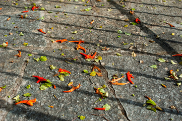 Selective focus of fall orange flowers on the ground
