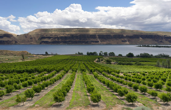 Farmer Fields Orchards Fruit Trees Columbia River Gorge