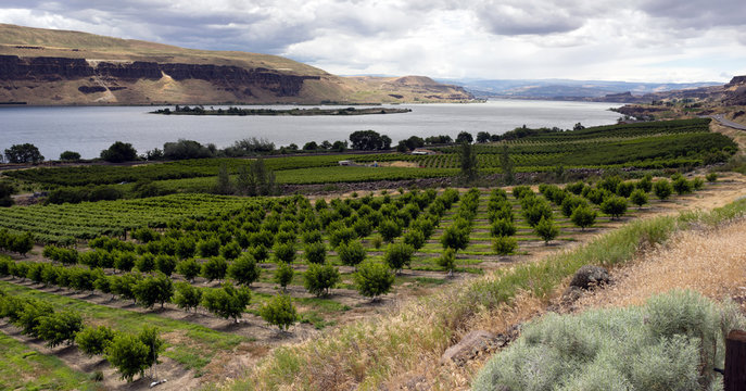 Farmer Fields Orchards Fruit Trees Columbia River Gorge