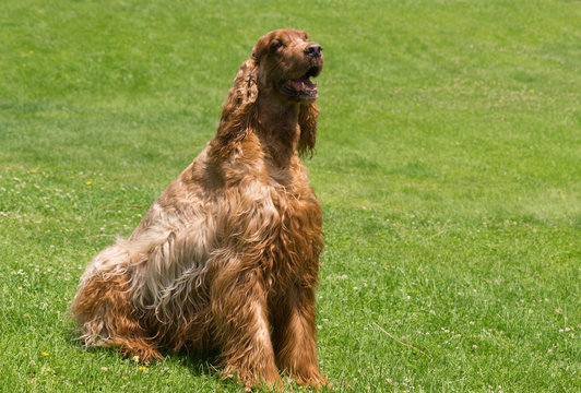 Red Hair Irish Setter Purebred Canine Animal Dog