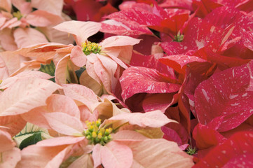 Bright red and pink poinsettia or christmas flower