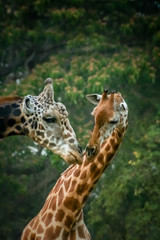 Giraffes in love