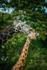 Giraffes in love