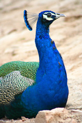 Obraz premium Beautiful peacock sitting