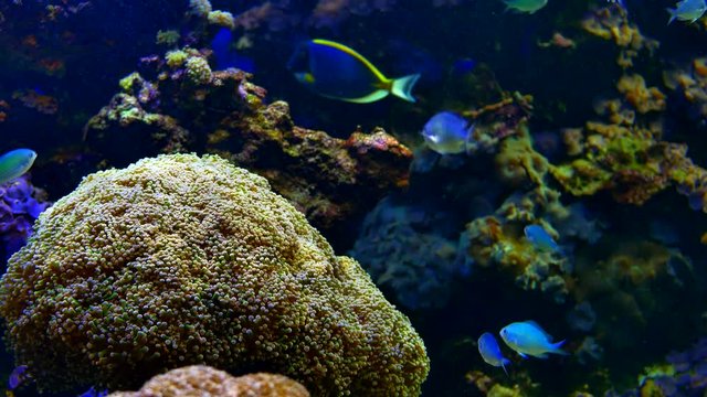 4K Tropical Fish and Coral Reef, Underwater Water Beauty, Blue Fish
