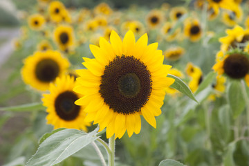 Obraz premium ひまわり