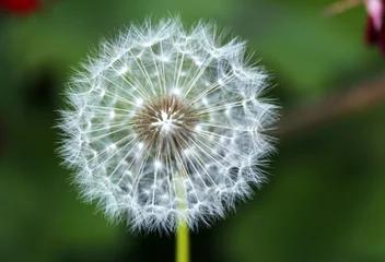 Fototapete Dandelion Wishes © Sara