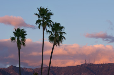 Fototapeta na wymiar Palm trees with the San Gabriel Mountains in Southern California in the background.