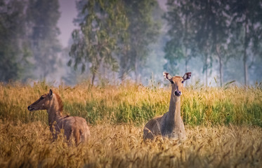Herd of wild antelopes
