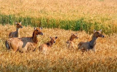 Herd of wild antelopes