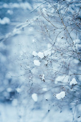 branches under the snow