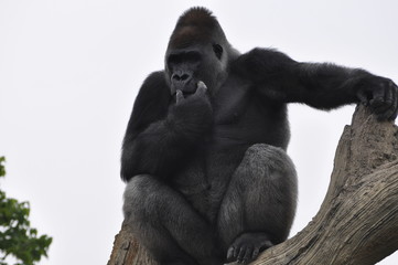 Gorille au zoo de Gramby