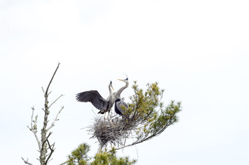 Great Blue Heron family on nest