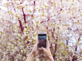 Woman holds a smartphone and makes photos. Telephone over blossoming spring tree background, soft...