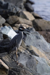 Yellow-crowned Night Herons (Nyctanassa violacea)