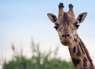 Portrait of a giraffe
