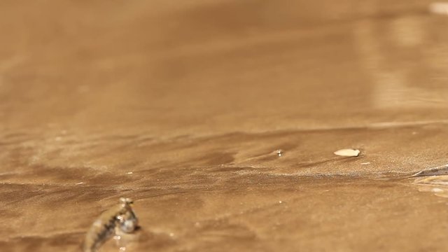 Fish. Mudskipper, amphibious fish that comes onto land