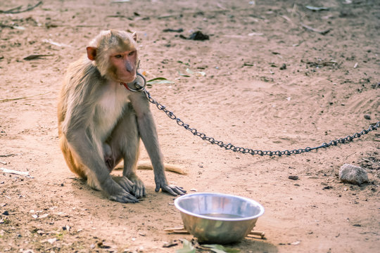 Small chained monkey