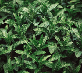 Fresh green leaves texture background