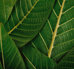 Fresh green leaves texture background