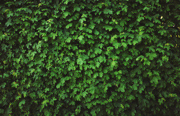 Obraz premium Fresh green leaves texture background