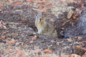 California Ground Squirrel Peeking Out from its Burrow. Santa Clara County, California, USA.