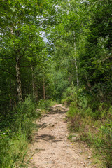 Fototapeta na wymiar Steiniger Waldwanderweg zur Feigenbaumklippe; Naturpark Harz, Sommer