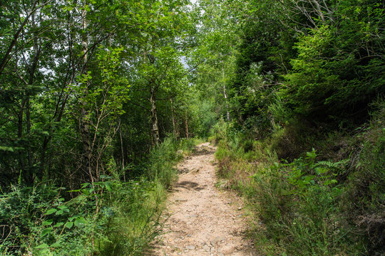 Steiniger Waldwanderweg zur Feigenbaumklippe; Naturpark Harz, Sommer