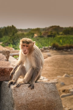 Wild macaque monkey