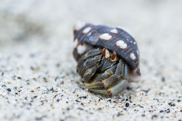 tropical hermit crab