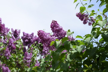Beautiful purple lilac flowers outdoors.