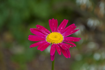 Beautiful pink flower with yellow middle
