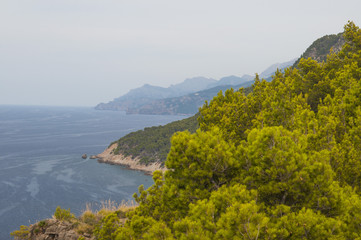 Close-up of green trees against of mountain bay