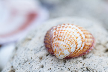 sea shell macro