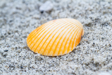 sea shell macro