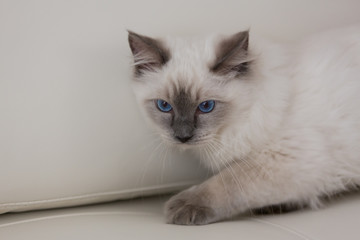 Playful ragdoll kitten