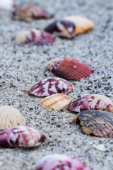 sea shells on the beach