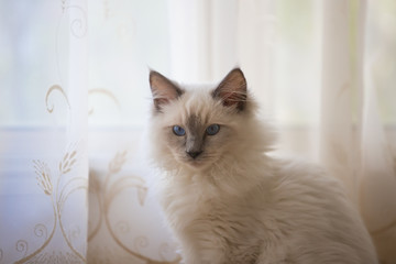 Playful ragdoll kitten