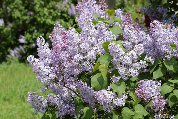 Beautiful purple lilac flowers outdoors.