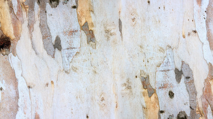 Eucalyptus bark texture