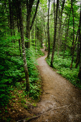Obraz premium Trail