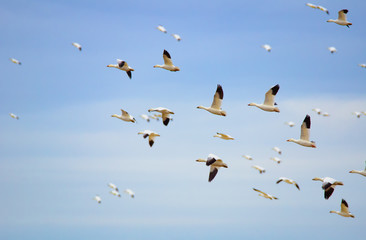 Goose in flight