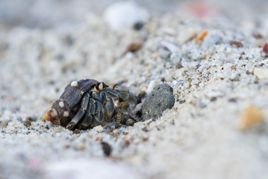 tropical hermit crab