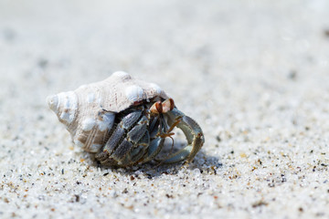 tropical hermit crab
