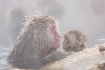 Snow monkeys in a natural onsen (hot spring), located in Jigokud