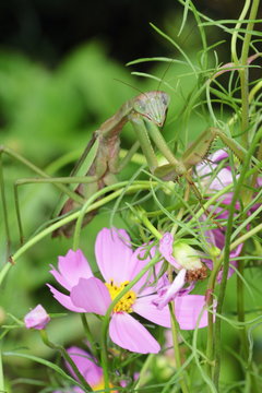 カマキリ